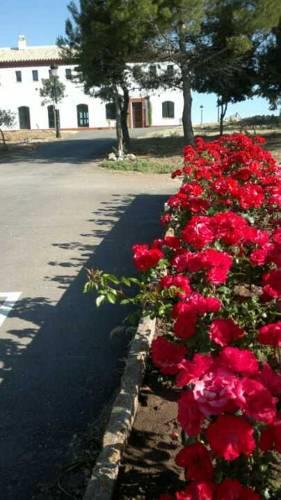 Отель Camping Pueblo Blanco