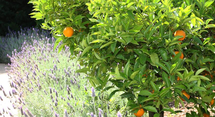 Отель Finca Hotel Ca's Curial