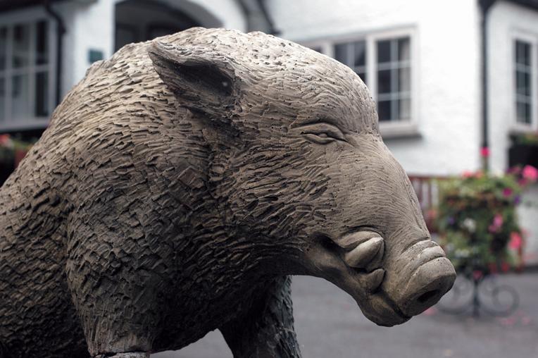 The Wild Boar