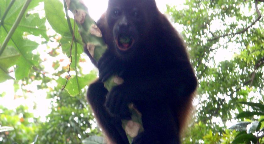 Апартаменты Howler Monkey Hotel
