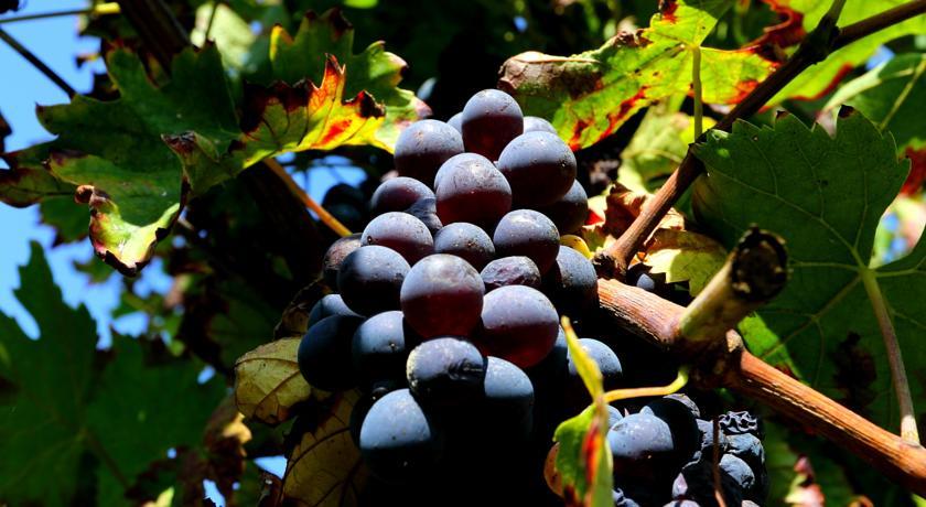Отель Agriturismo Trerè