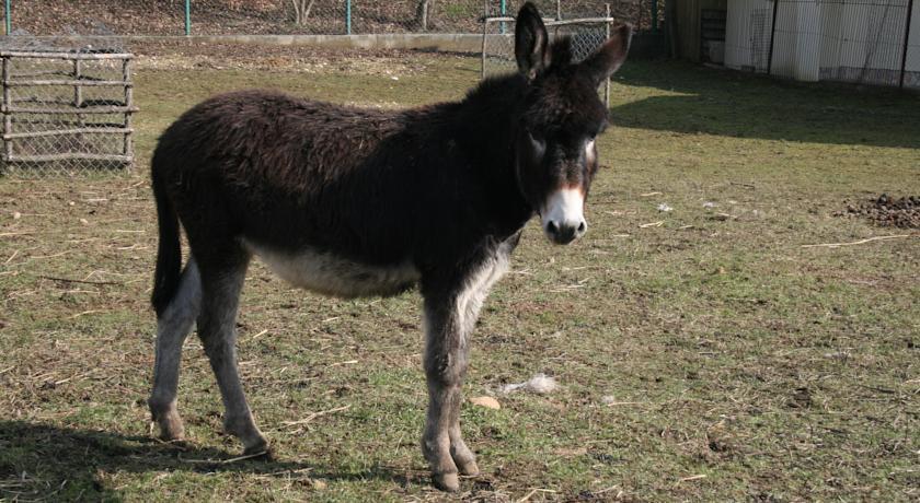 Malomdűlő Farmház
