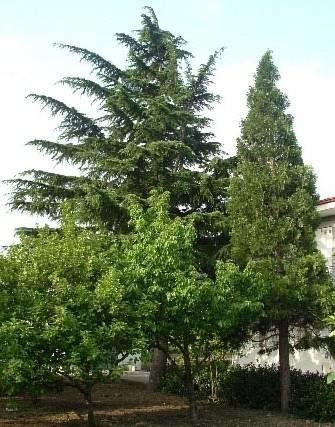 Мини-отель Bed and Breakfast Il Cedro
