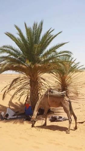 Bivouac Merzouga Tours