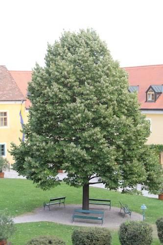 Отель Hotel Althof Retz