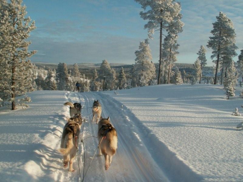 Отель Kamisak Husky and Horse Farm
