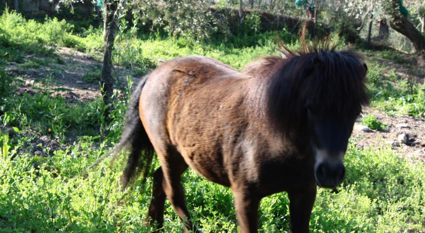 Отель Agriturismo La Mimosa