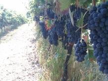 Отель Agriturismo Cascina Blon