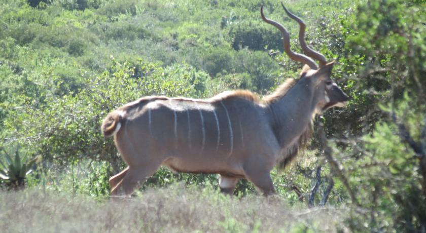 Отель Kudu Ridge Game Lodge