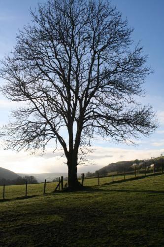 Отель The Lion Inn Gwytherin