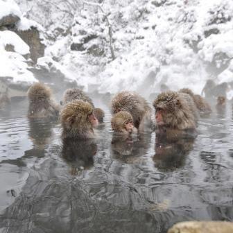 Отель Aspen Shiga