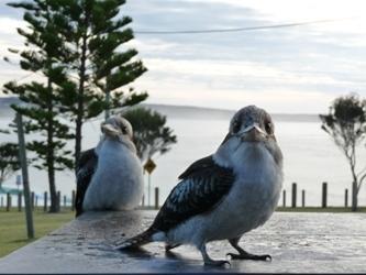 Апартаменты Beach Cabins Merimbula