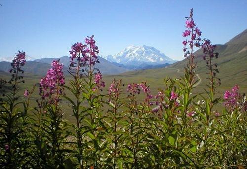 Отель Denali Park Hotel