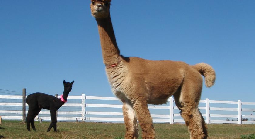 Мини-отель Four Points Alpacas B&B
