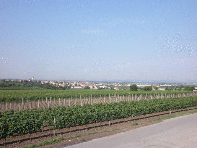 Гостевой дом Vinařský Dům