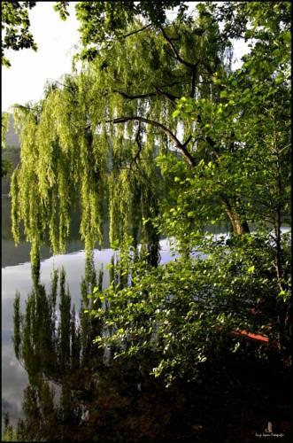 Мини-отель Garni Al Lago Origlio B&B
