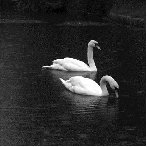 Апартаменты Swan Mews