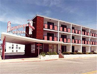 Отель Flamingo Motel
