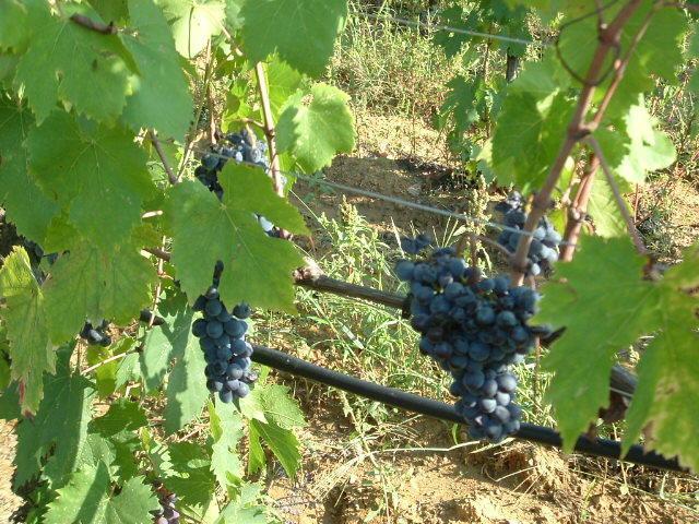 Отель Agriturismo Pian dei Pini