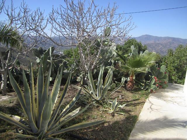 Мини-отель Finca Budista