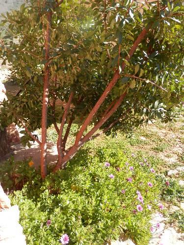 Отель Apartamentos Rurales En Plena Sierra