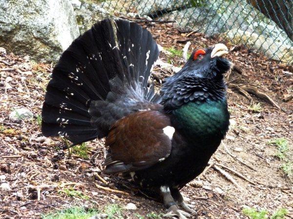 Хостел MónNatura Pirineus