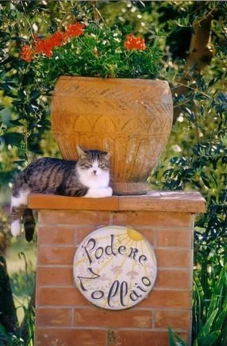 Отель Agriturismo Podere Zollaio