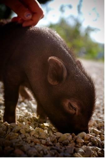 Отель Agriturismo Le Baccane