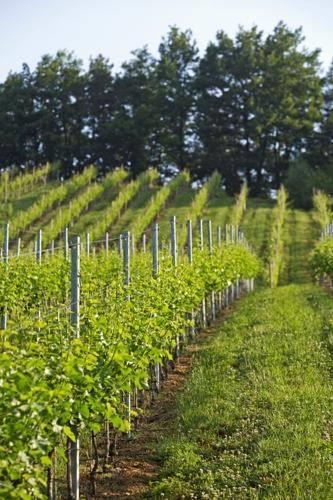 Отель Sattlerhof Genießerhotel & Weingut