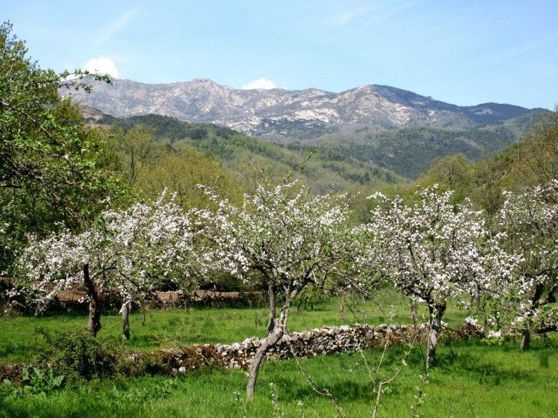 Отель Artemisia
