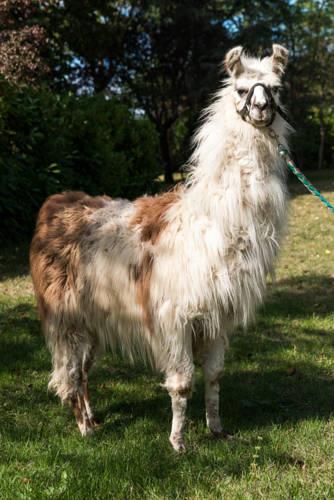 Мини-отель Les Lamas de la Jinolié