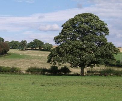 Мини-отель Exmoor Bed & Breakfast