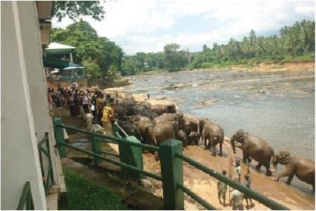 Отель Hotel Elephant Park