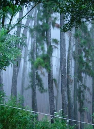 Гостевой дом Forest Paradise