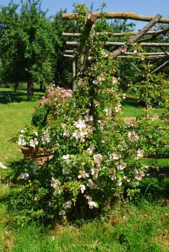 Отель Azienda Agrituristica Podere Pratovecchio