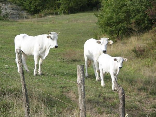 Отель Agriturismo La Casciara