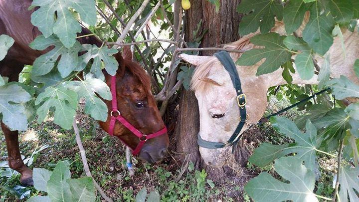 Отель Agriturismo L'Unicorno