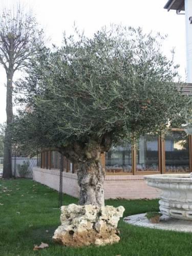 Отель Hotel Garden