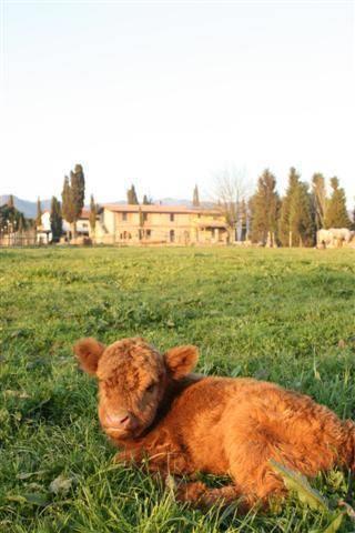 Отель Agriturismo La Colombaia