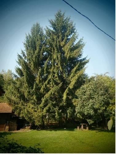 Отель Guest House Four Pines
