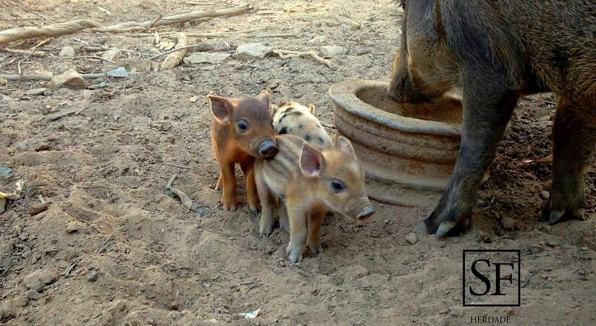 Отель Herdade do Sardanito da Frente