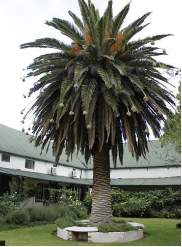 Отель Lemoenfontein Game Lodge