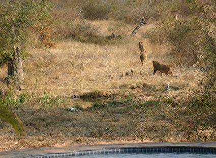 Отель Amukela Game Lodge