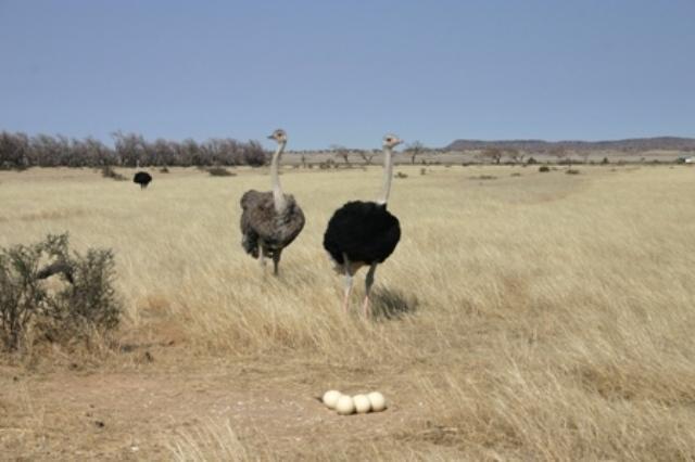 Отель Mieliefontein Karoo Guest Farm