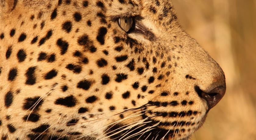 Отель Leopard Mountain Game Lodge