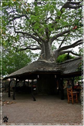 Отель Klein Bolayi Game Lodge