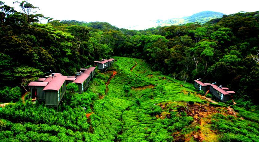 Отель The Rainforest Ecolodge