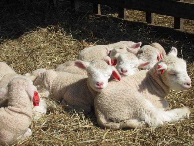 Отель Yorkshire Farm