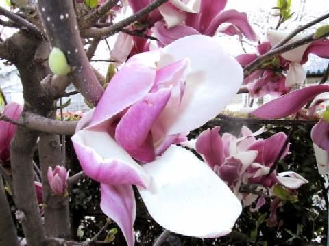 Отель Hotel Sporea Yuzawa