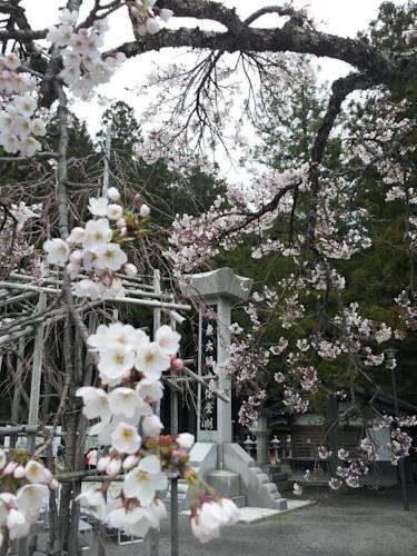 Отель Shukubo Koya-san Eko-in Temple